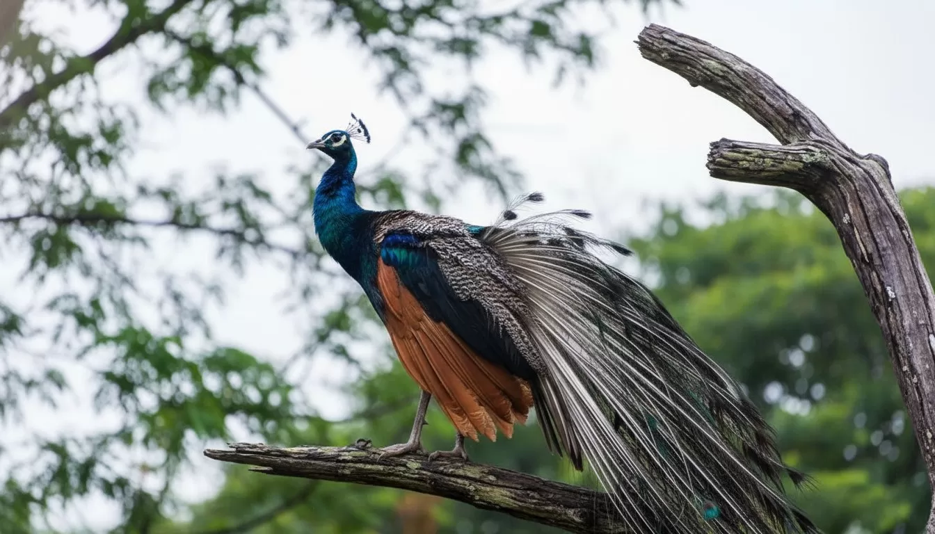 Bandipur National Park