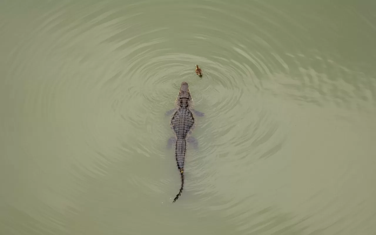 Dudhwa National Park