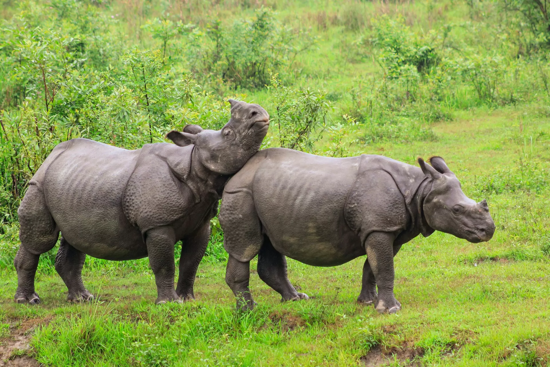 Kaziranga national park