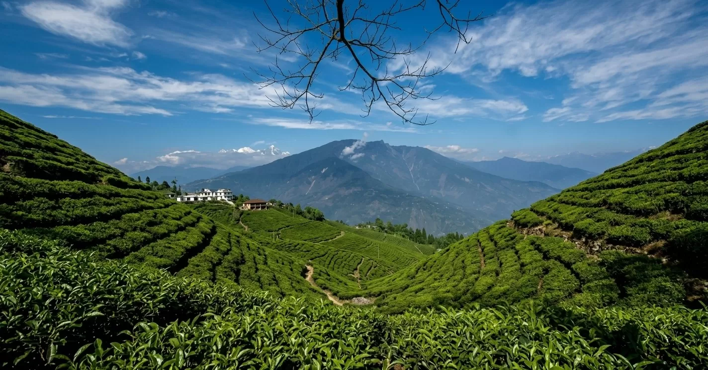 Pelling