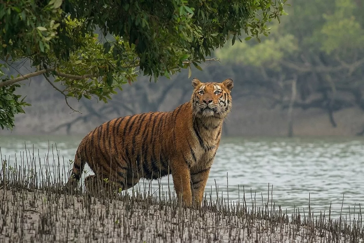 Sundarbans