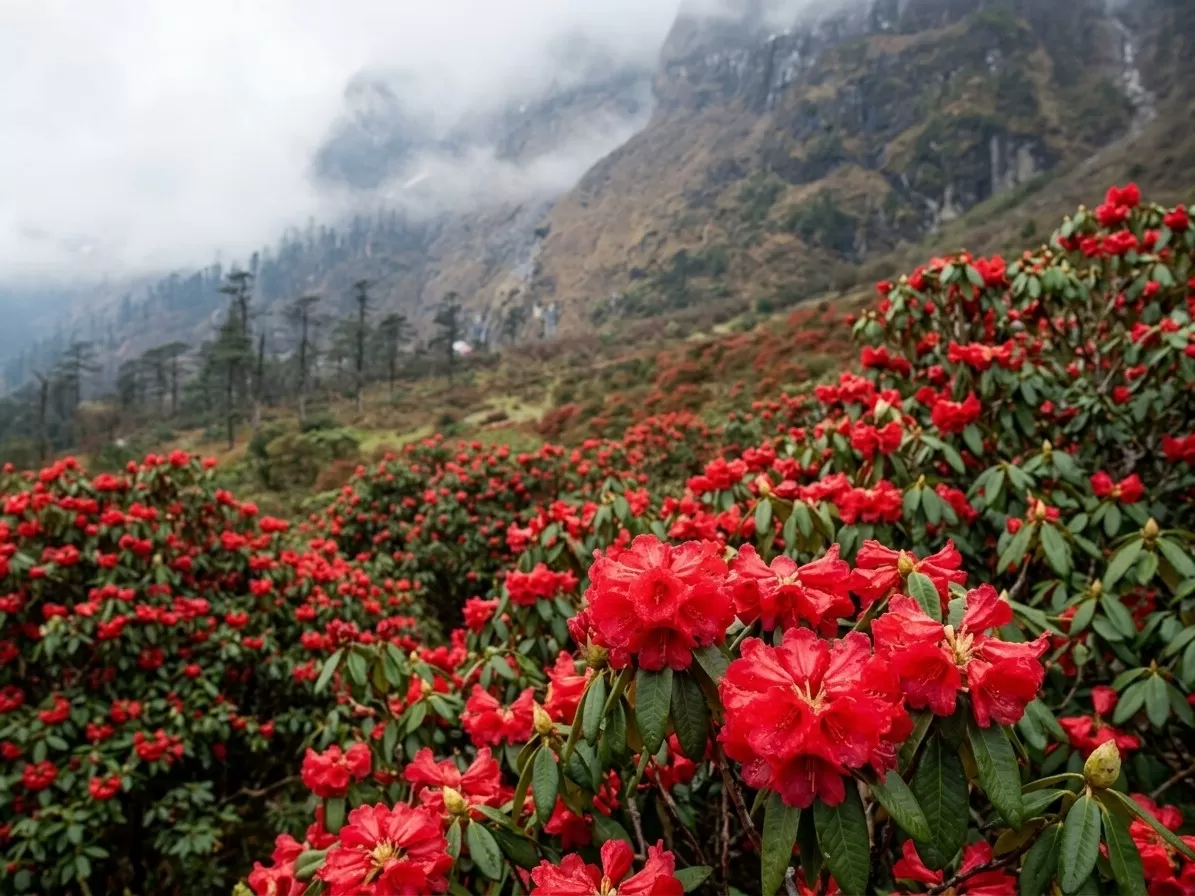 Yumthang Valley