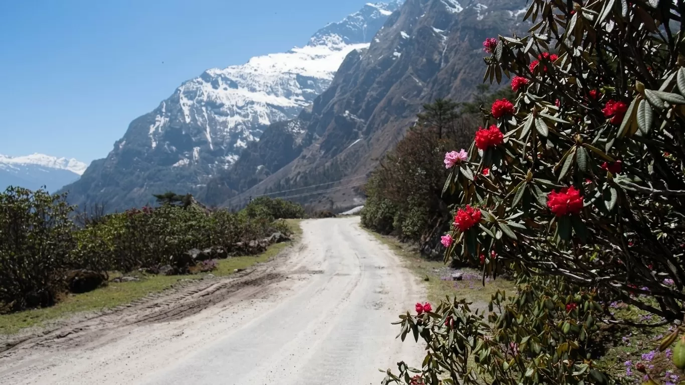 Yumthang Valley