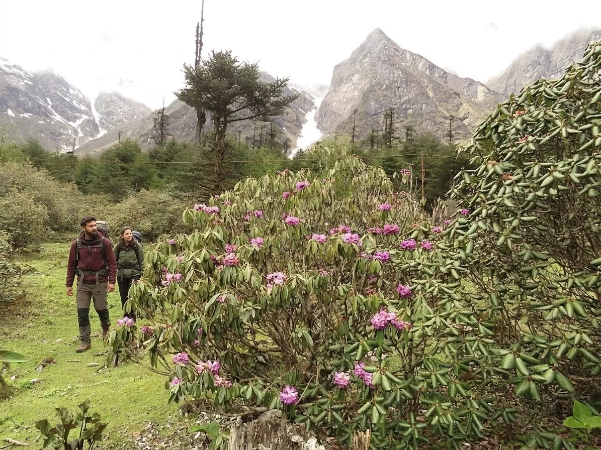 Yumthang Valley
