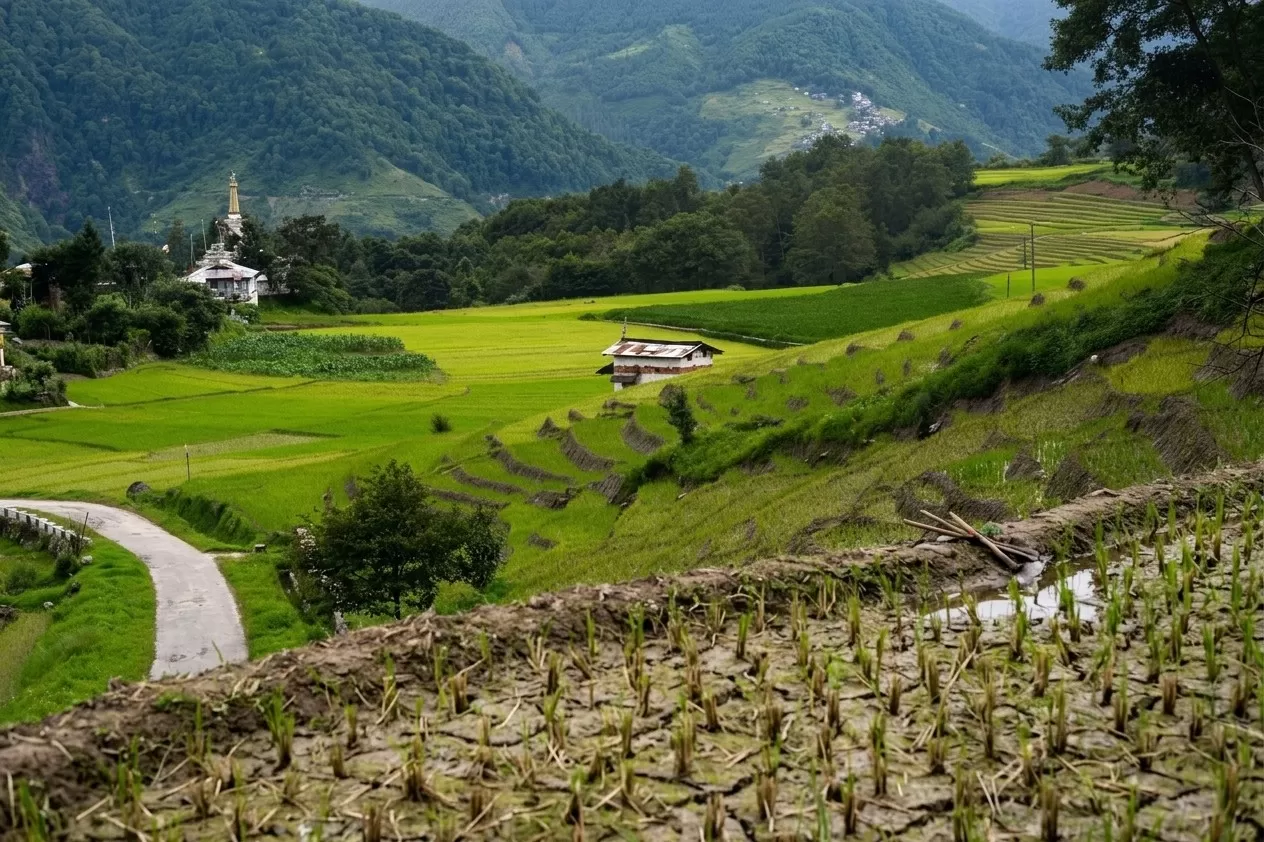 Ziro Valley